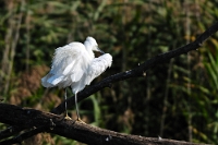 0347 Egretta garzetta (garzetta)